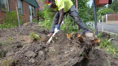 Våra starka trädgårdsarbetare tar i och gräver bort stubbarna som ingenting.