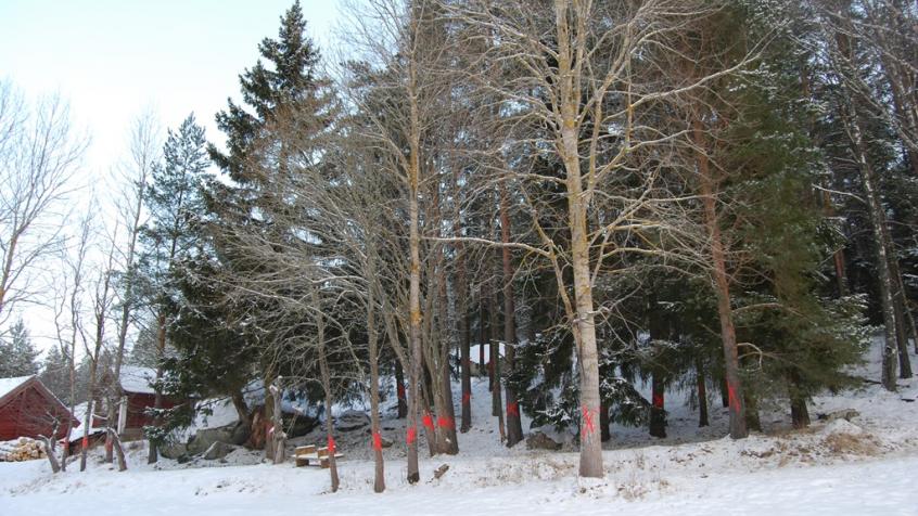 Här är träden innan fällning. Kunden har tydligt markerat upp vilka som ska fällas med röda kryss.