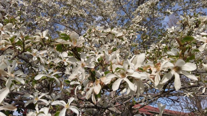 En sista bild som visar den japanska magnolian som blommar överdådigt i en park i Sigtuna