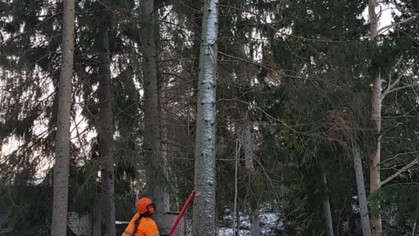 Gångjärn och snitt sågade, här så vevar Anders och trycker omkull trädet i rätt riktning