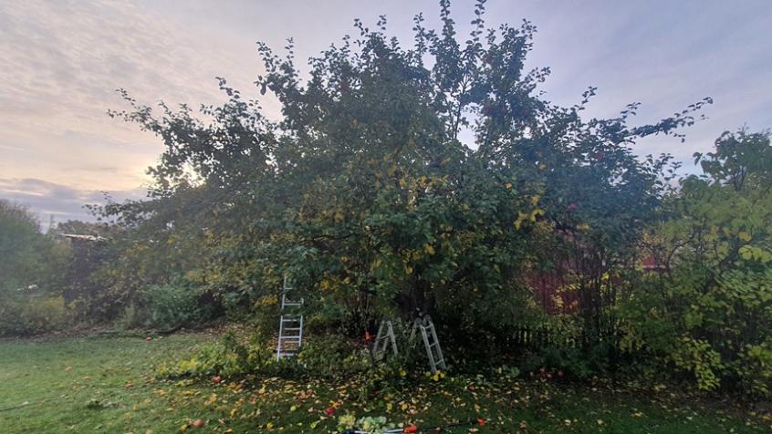 Kunden hade ett stort äppelträd på baksidan - och det finns två stycken trädgårdsarbetare uppflugna i det!