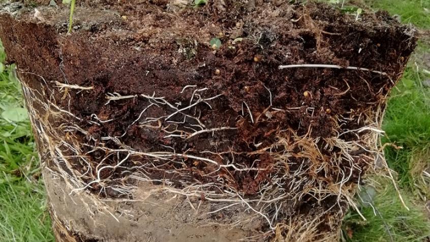 Den färdiga häcken var krukodlad. Här ser vi att i krukorna finns ett lerlager som gör att buskarna klarar transport bra då leran håller fukt länge.