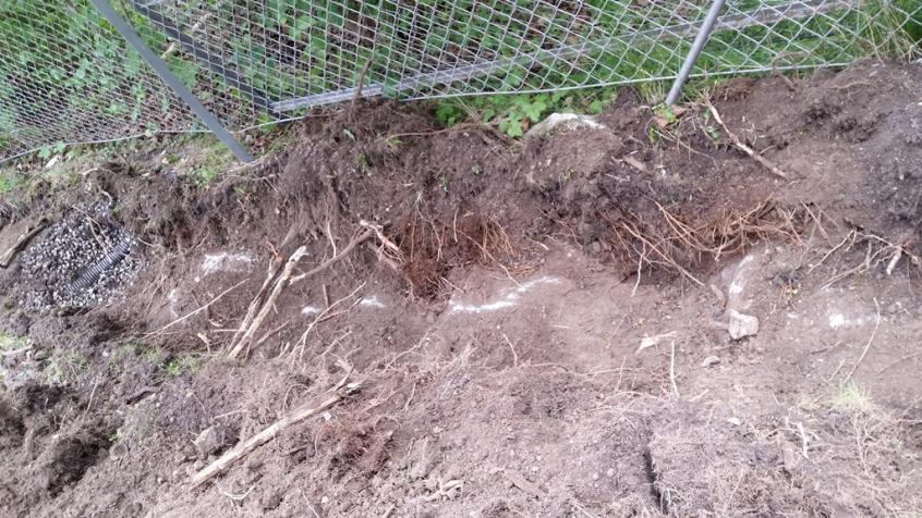 Häcken skulle planteras längs stängslet så vi fick vara försiktiga när vi grävde för att inte förstöra stabiliteten i stolpfundamenten.