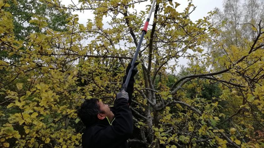 Anil använder stångsax för att enkelt och effektivt kunna beskära trädkronan.