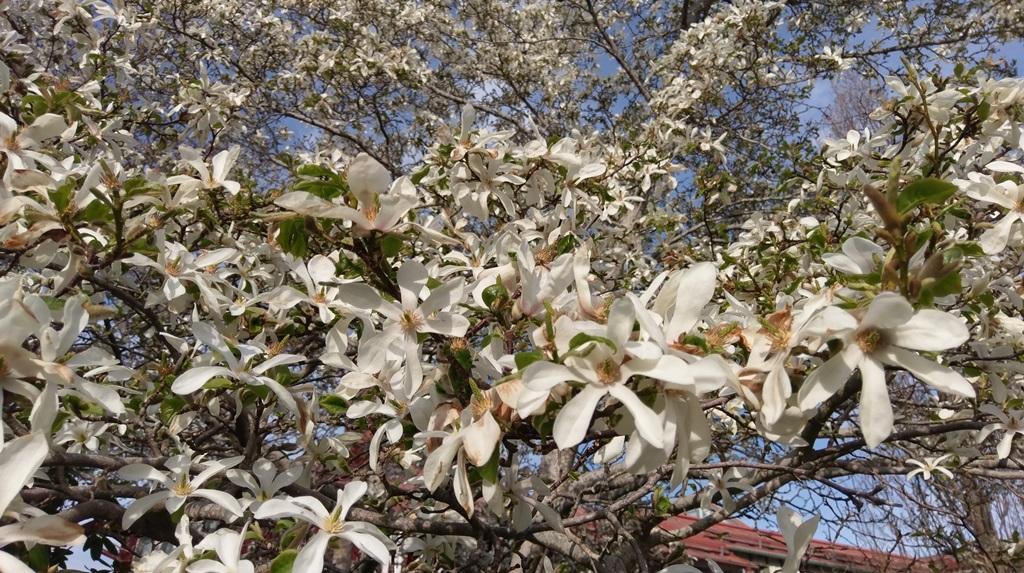 En sista bild som visar den japanska magnolian som blommar överdådigt i en park i Sigtuna
