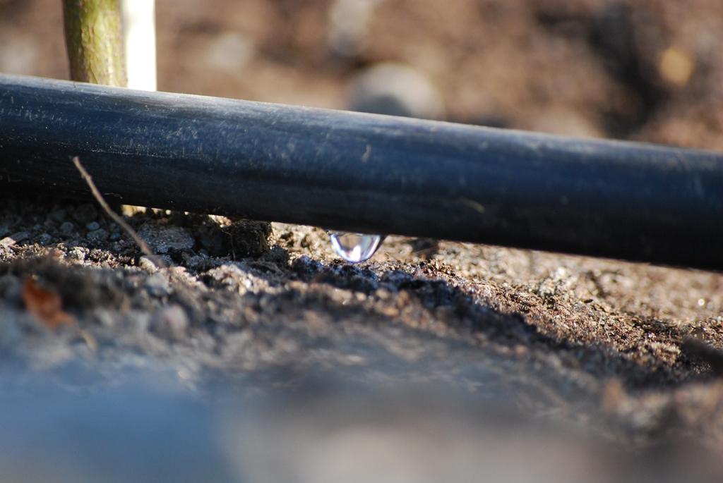 En droppslang underlättar bevattningen och gör att alla plantor får den mängd vatten de behöver.