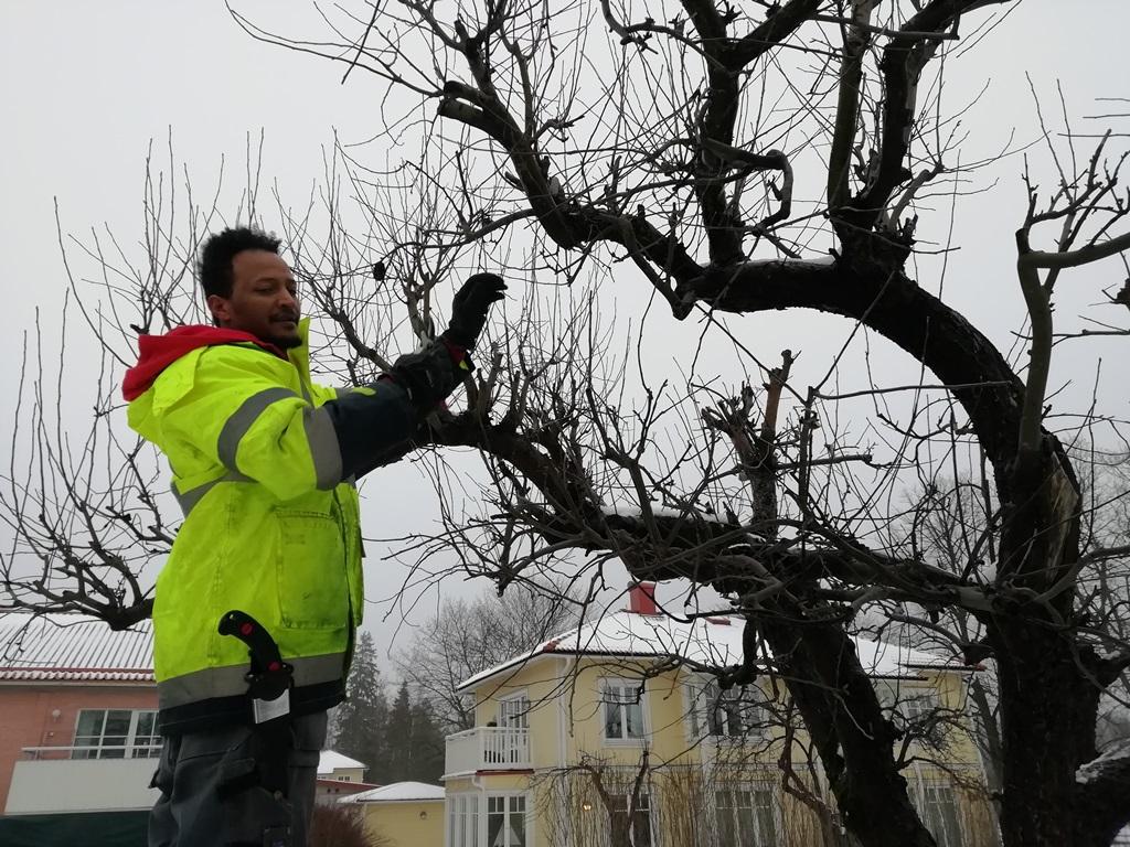 Yacob beskär äppelträden