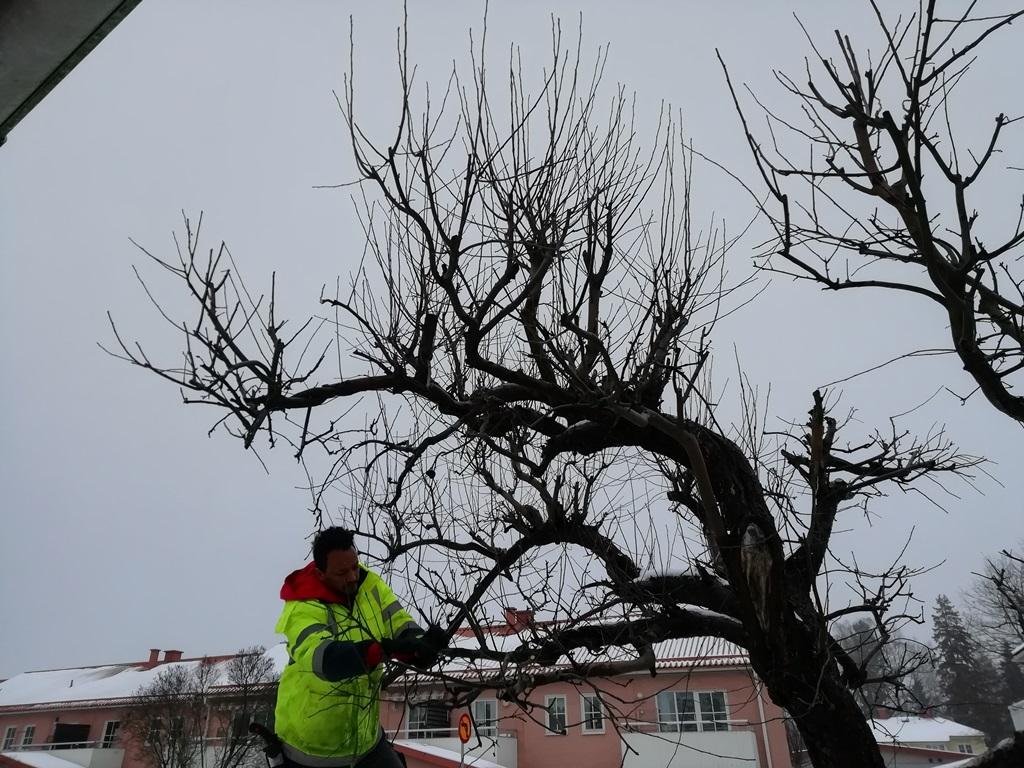 Trädbeskärning av 3 stora äppelträd i Täby | ReGarden.com