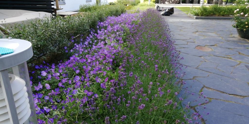 Geranium och Lavendel blommar samtidigt