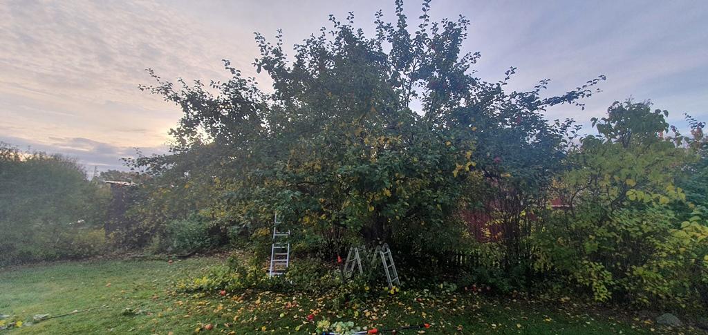 Kunden hade ett stort äppelträd på baksidan - och det finns två stycken trädgårdsarbetare uppflugna i det!
