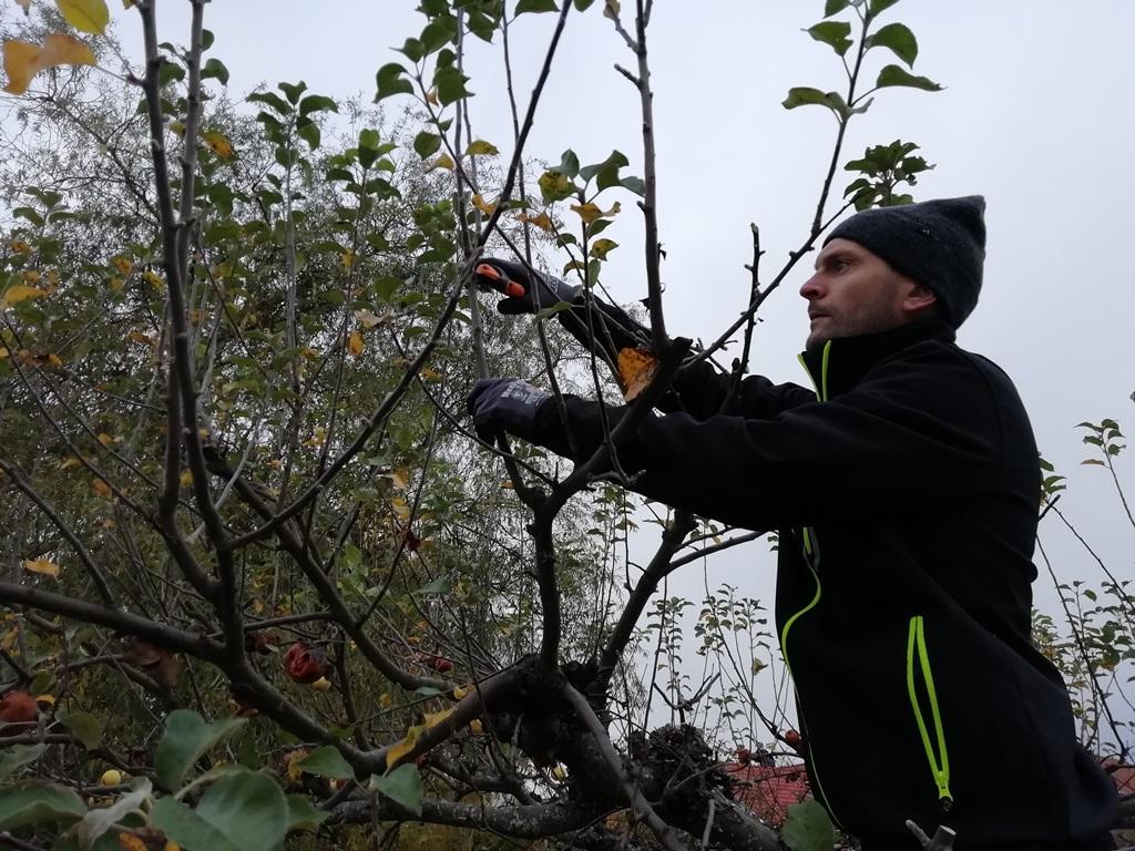 Jakob tar sig an ett av äppelträden. Trädet hade vissa skador på en av huvudgrenarna, men vi beslöt låta grenen vara kvar