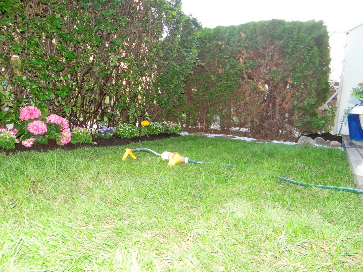 Ny gräsmatta utlagd. Nu återstår bara för kunden att vara noggrann med bevattningen i tre veckor för att gräset skall gro fast.