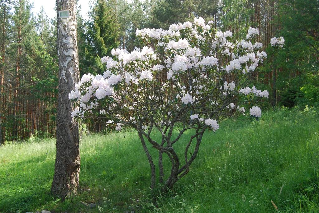 På tomten växer flera vackra gamla rododendronbuskar i olika färger.