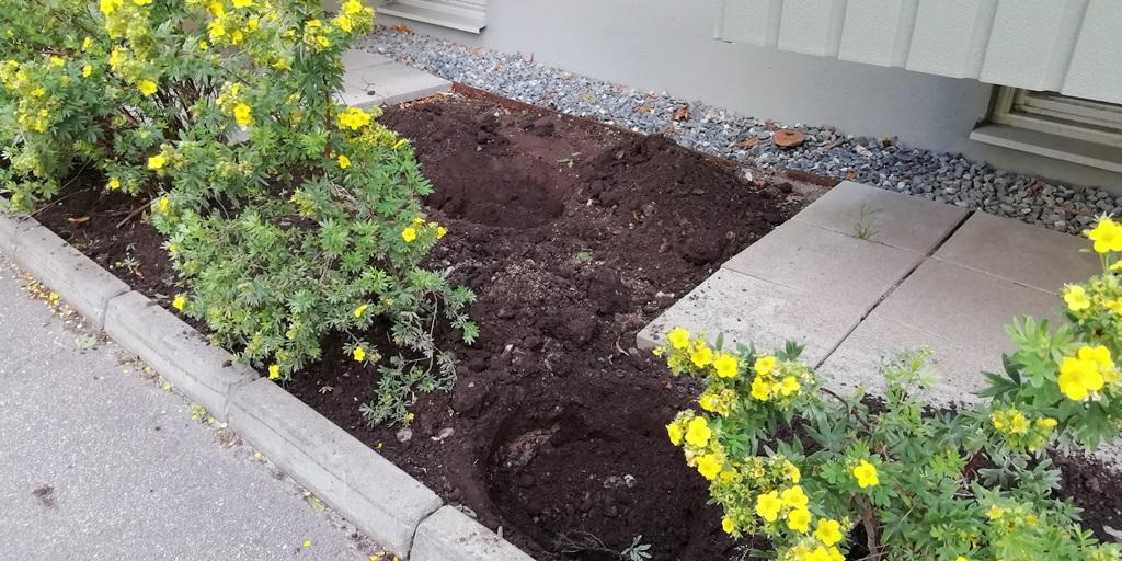 Givetvis har vi förberett och grävt hål där vi skall plantera buskar vi flyttar