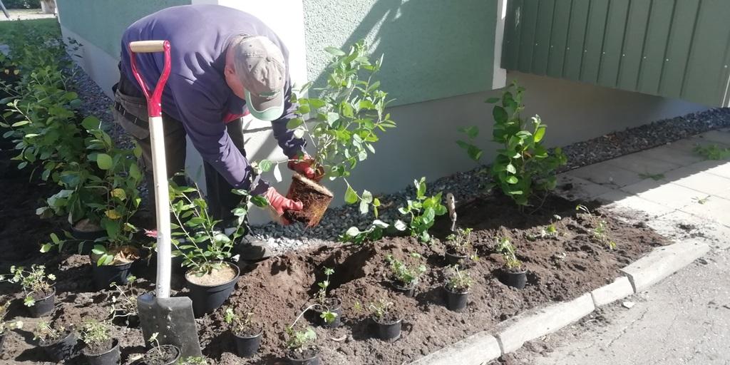 Peter vrider upp rotsystemet på de krukodlade växterna så att vi undviker rotsnurr när plantan kommer i marken.