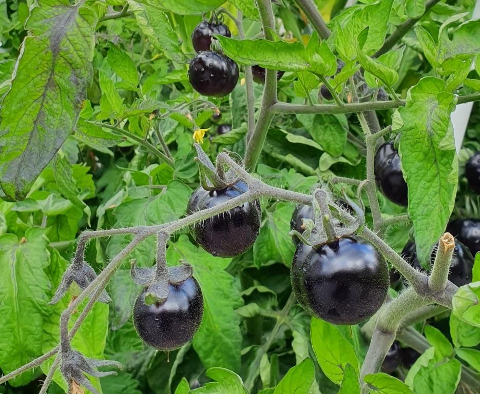 Kunden hade mycket läckra svarta tomater som mognade.