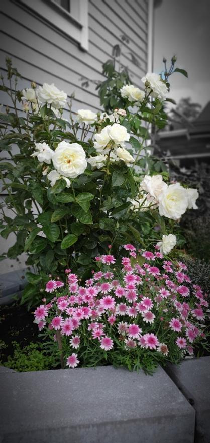 Vita rosor blommade vackert mot den grå fasaden
