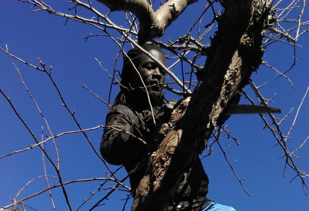 Joel är uppklättrad i trädet och sågar bort grövre grenar.