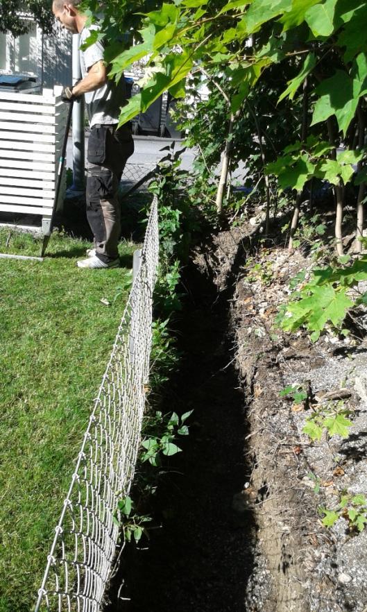 Vi hade tidigare grävt fram en rabatt för plantering av thjujor så det var bara lite kvar att gräva.