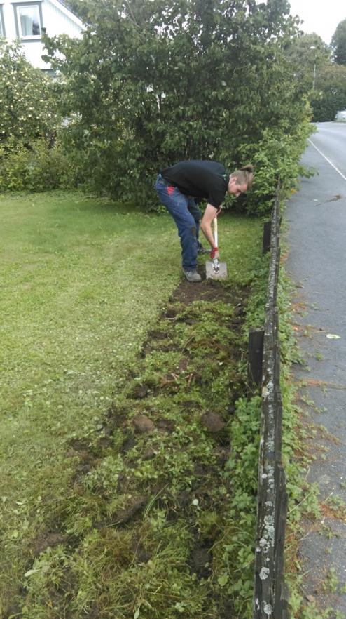 Anton gräver bort grässvålen och förbereder för plantering