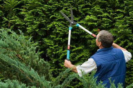 Beskära häck, häckklippning. ReGardens trädgårdsarbetare hjälper dig med alla dina trädgårdssysslor.