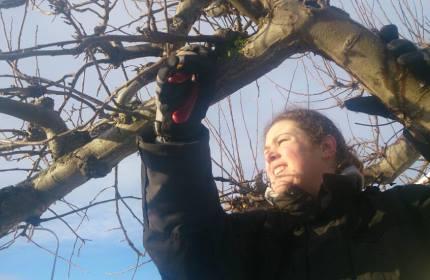 Trädbeskärning - ReGarden tar hand om era fruktträd